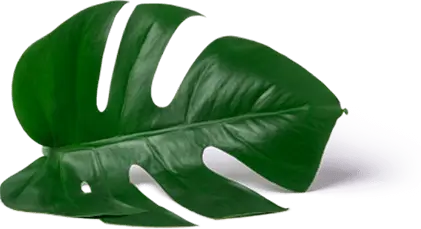 leaf-2
